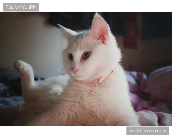 张楠家的猫都比你我活得精致 张楠家的猫都比你我活得精致